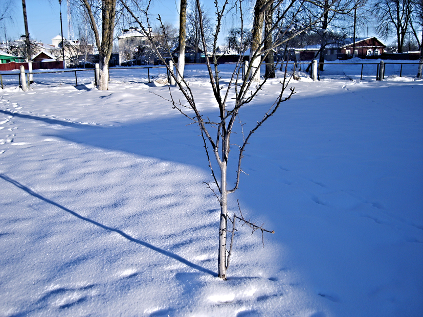 Зима Январь Фото